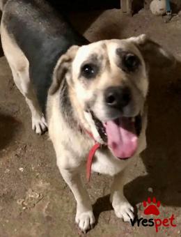 Ράτσα: Άγνωστο - Ημίαιμο | Ηλικία: 5+ | Φύλο: Αρσενικό | Αρ. Microchip: - | Ημίαιμο | Περιοχή: Νέα Σμύρνη, Αττική